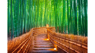 Rừng tre Arashiyama là một nơi rất huyền dịu, thanh bình và ngập tràn màu xanh